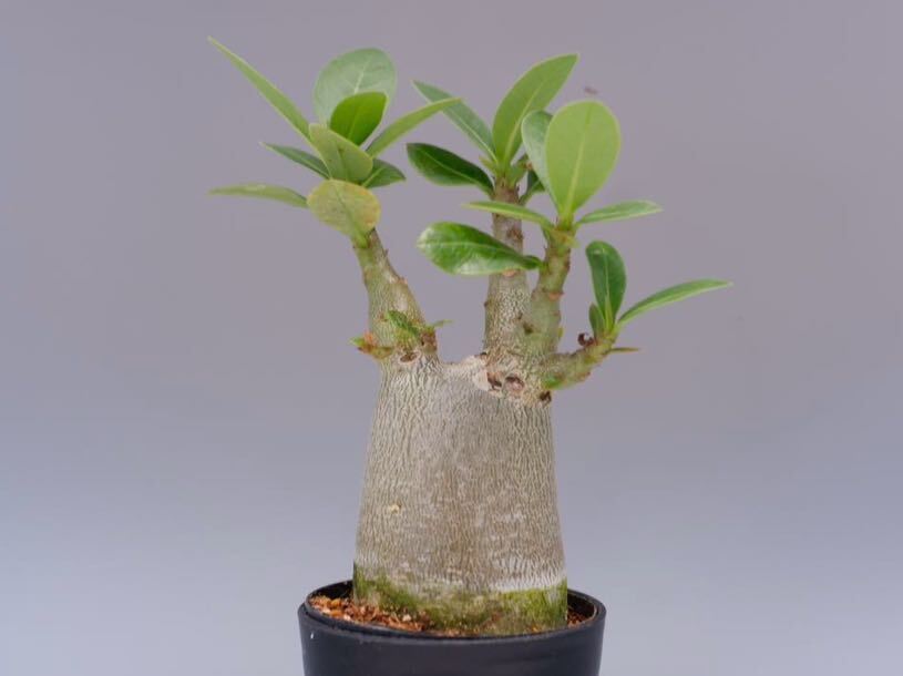 アデニウム アラビカム PNW Adenium arabicum Phet na wang実生株_画像2