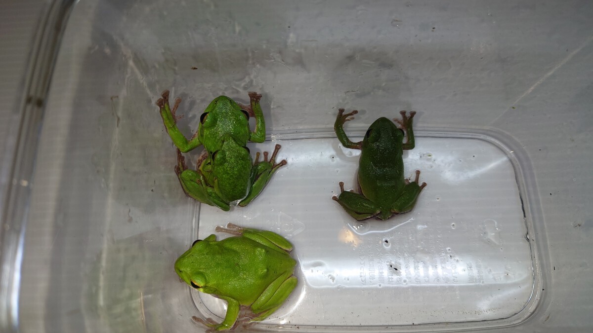 ① Schlegel's green tree frog 2 pair 