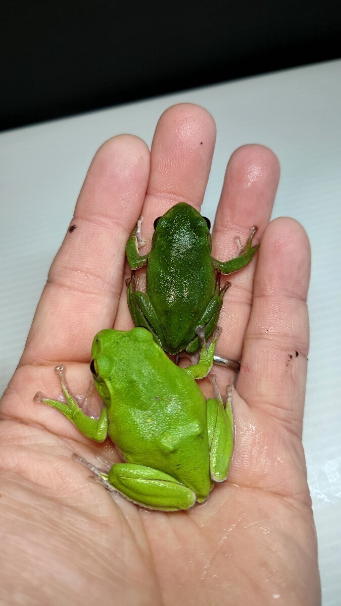 ① Schlegel's green tree frog 2 pair 