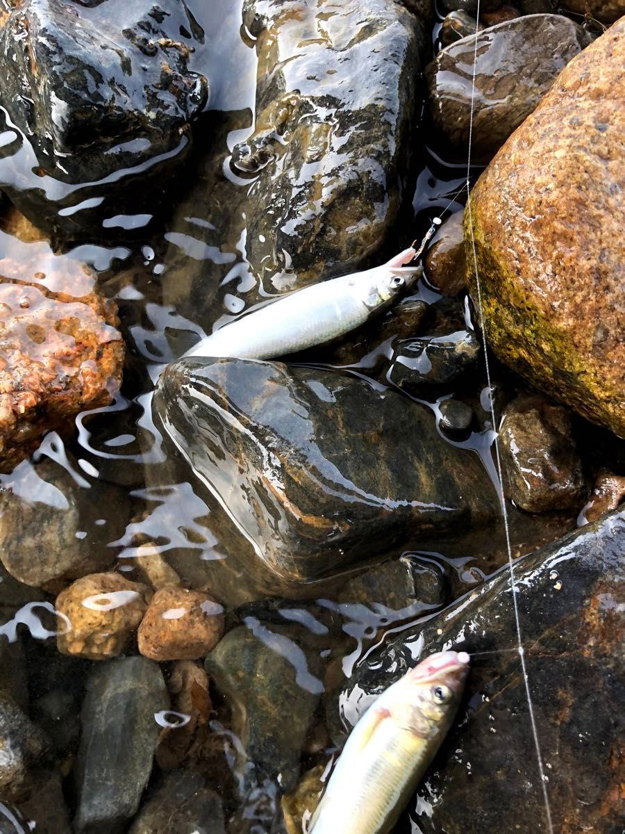 【送料無料】小鮎釣り　仕掛け　集魚ブレード付らせん　6個セット