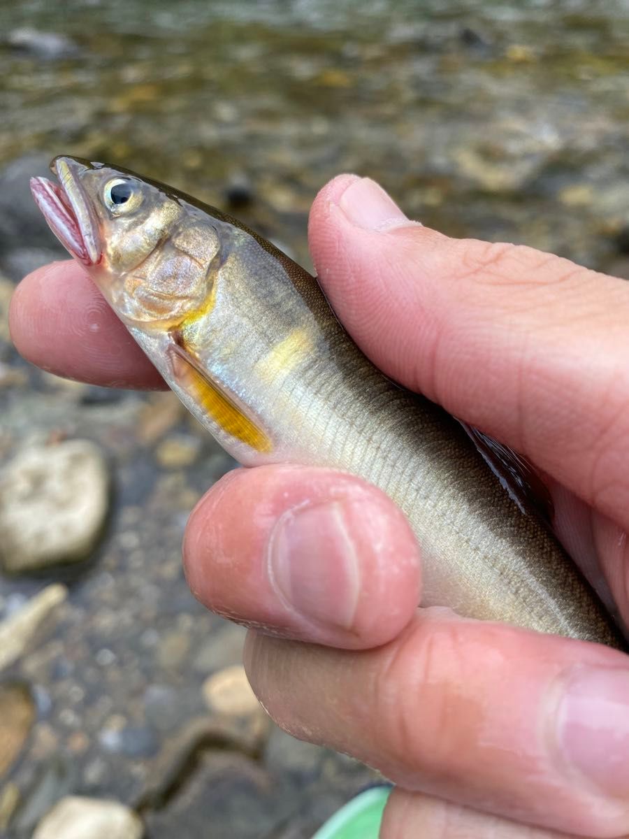 【送料無料】小鮎釣り　仕掛け　らせん　7個セット