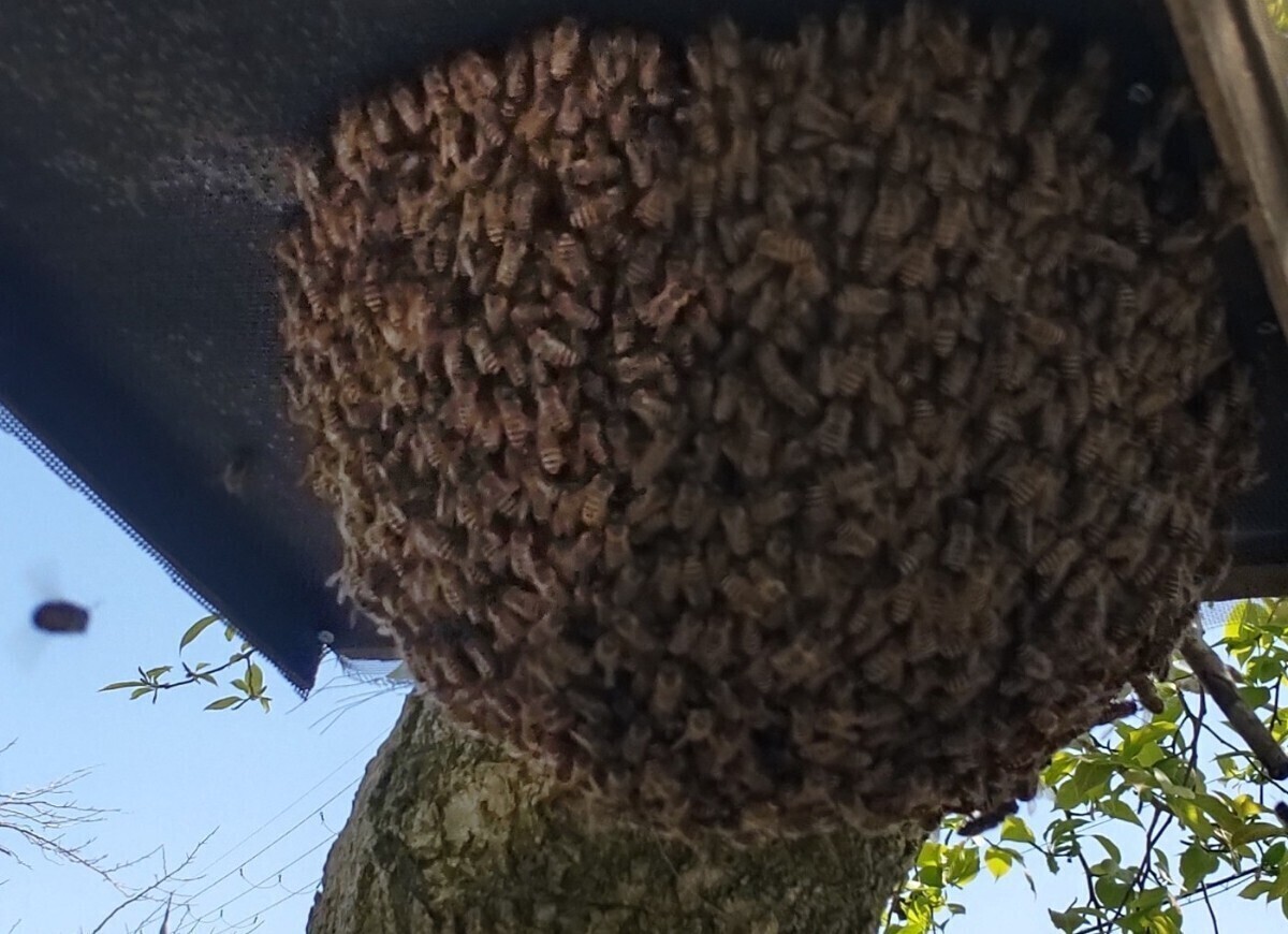 日本みつばち 分蜂群 強群 日本ミツバチ 日本蜜蜂 2024年春の画像1