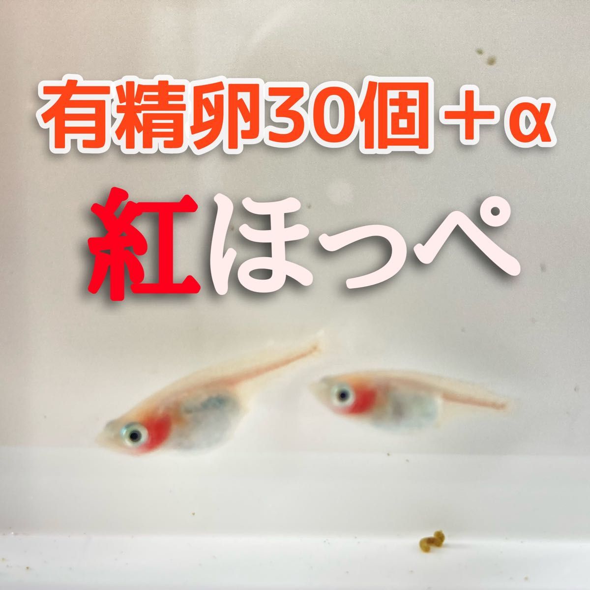 紅ほっぺメダカ有精卵30個＋α