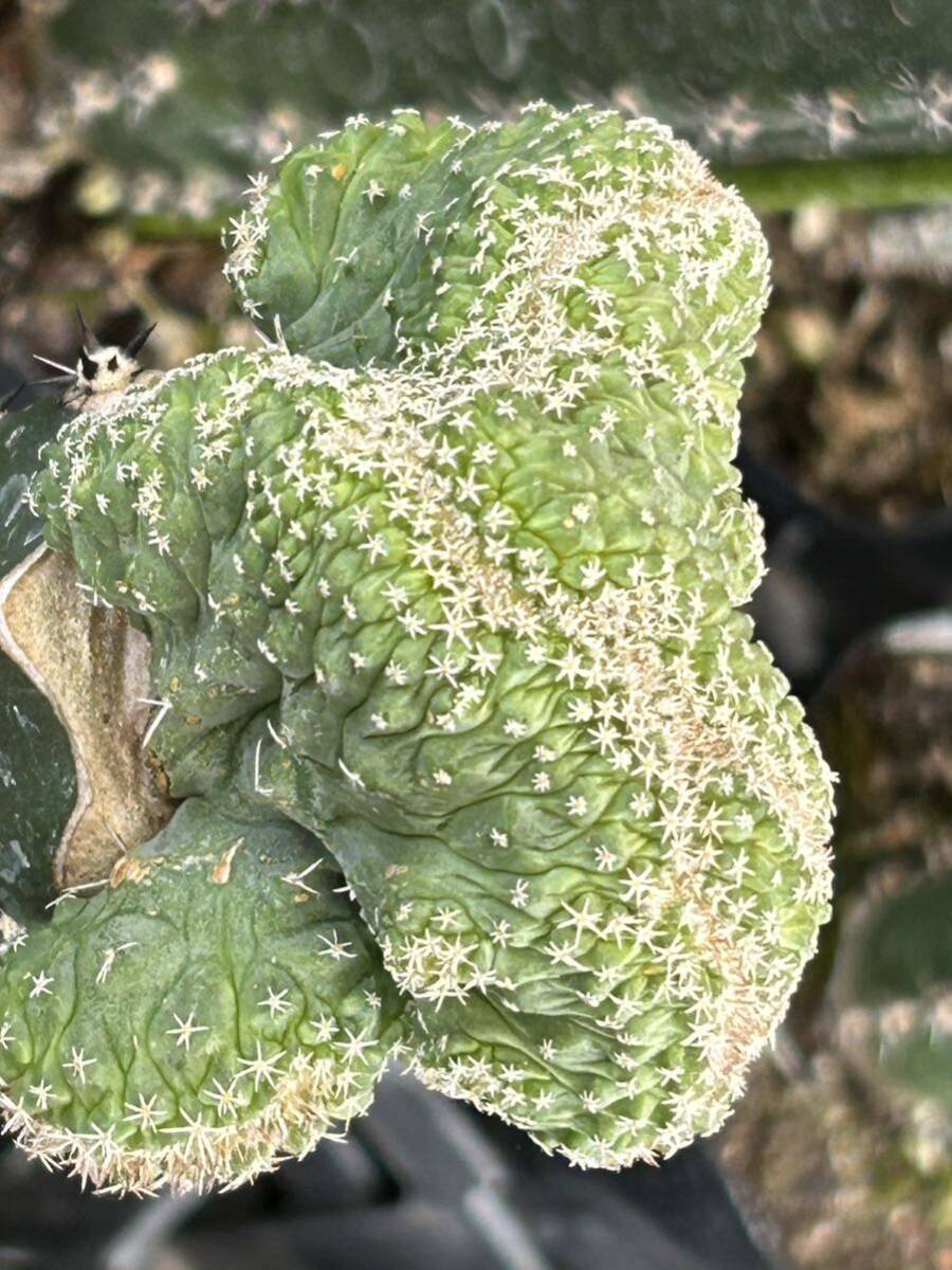 a1春大特価おお疣菊水テッカモンスト今まで菊水より花がおおきく沢山咲きます成長が早く種子沢山取れます。 A_画像6