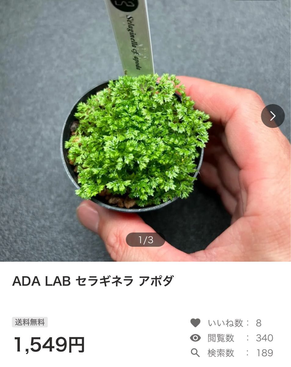 ADA LAB デウテロコニア ブレビフォリア ssp. クロランサ A 他