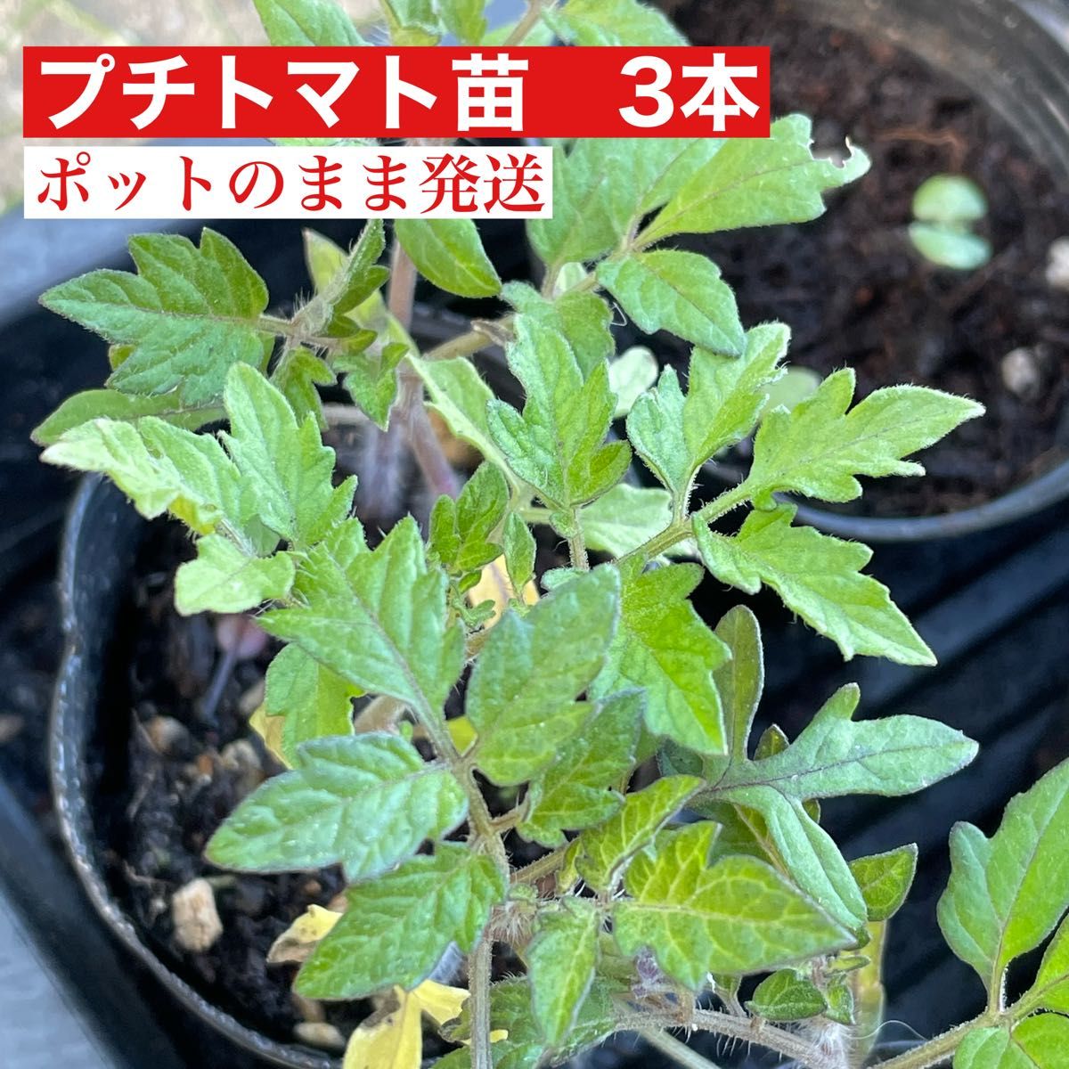 無農薬 トマト プチトマト  黄色 赤 夏野菜 苗 苗 野菜 トマト苗