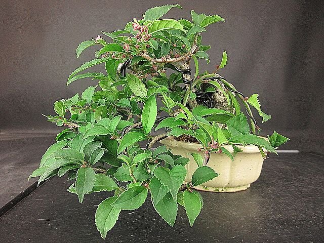 [ bonsai . shop ]* plum mo when (u memory when ) BB88 shohin bonsai ( very thick ., flower . attaching )*5/17