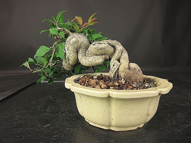 [ bonsai . shop ]* plum mo when (u memory when ) BB88 shohin bonsai ( very thick ., flower . attaching )*5/17