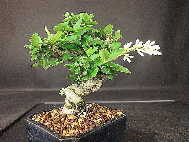 [ bonsai . shop ]* wart taBB98 shohin bonsai ( flower . attaching )*5/17