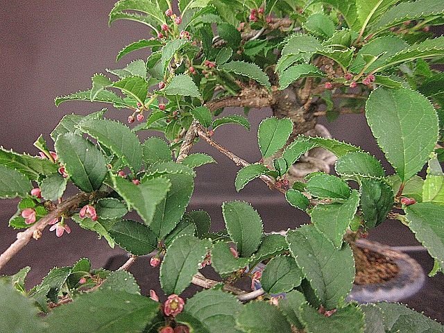 [ bonsai . shop ]* plum mo when (u memory when ) BB89 shohin bonsai ( flower . attaching )*5/17
