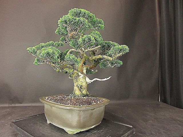 [ bonsai . shop ]* thread fish river genuine Kashiwa DD12 middle goods bonsai ( car li*. rotation )*5/17