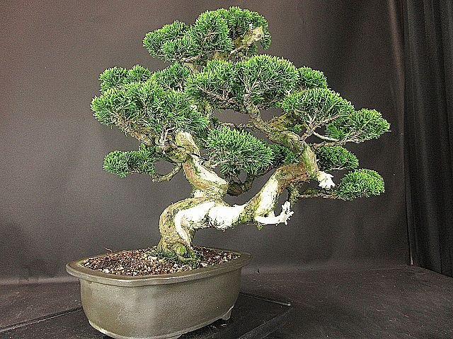 [ bonsai . shop ]* thread fish river genuine Kashiwa DD12 middle goods bonsai ( car li*. rotation )*5/17