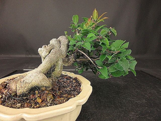 [ bonsai . shop ]* plum mo when (u memory when ) BB88 shohin bonsai ( very thick ., flower . attaching )*5/17
