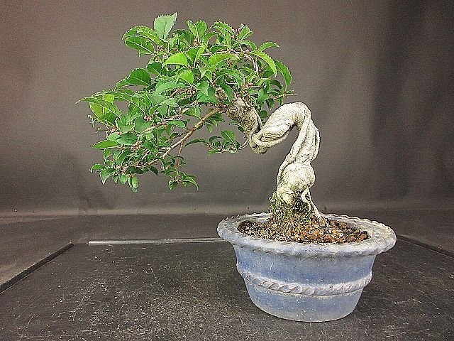 [ bonsai . shop ]* plum mo when (u memory when ) BB89 shohin bonsai ( flower . attaching )*5/17