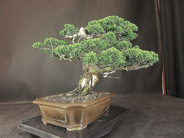 [ bonsai . shop ]* thread fish river genuine Kashiwa DD11 middle goods bonsai ( car li*. rotation )*5/17