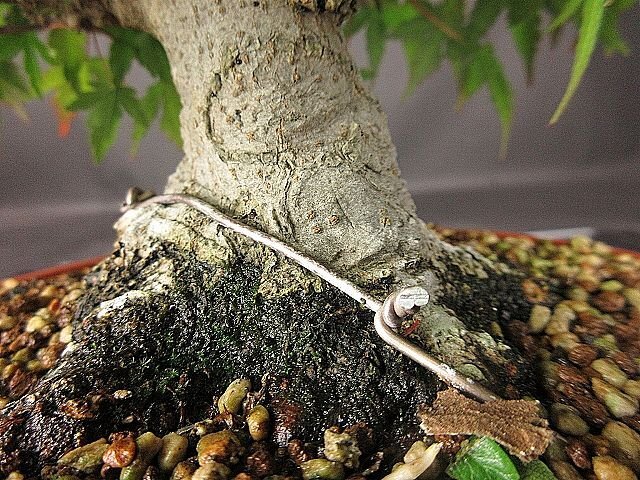 [ bonsai . shop ]* mountain . leaf (yamamomiji) BB3 shohin bonsai ( very thick .) real raw 30 year *5/17