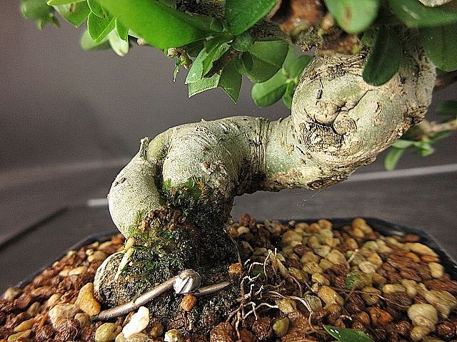 [ bonsai . shop ]* wart taBB98 shohin bonsai ( flower . attaching )*5/17