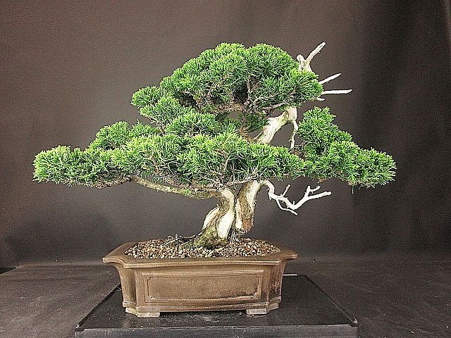 [ bonsai . shop ]* thread fish river genuine Kashiwa DD11 middle goods bonsai ( car li*. rotation )*5/17