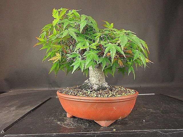 [ bonsai . shop ]* mountain . leaf (yamamomiji) BB3 shohin bonsai ( very thick .) real raw 30 year *5/17