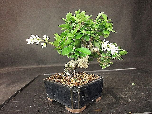 [ bonsai . shop ]* wart taBB98 shohin bonsai ( flower . attaching )*5/17