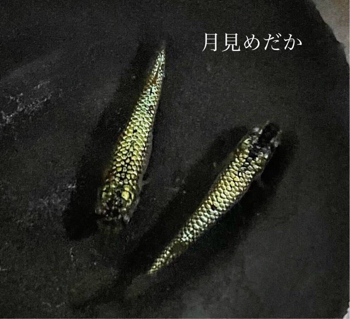 【月見めだか】金塊　幼魚　２５匹+α（計２８匹）《注意事項必読》_画像1