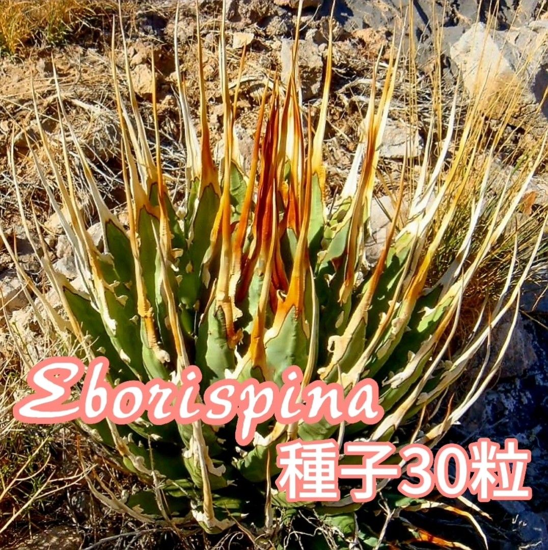 【種子】アガベ　ユタエンシス　エボリスピナ種子30粒　発芽確認済