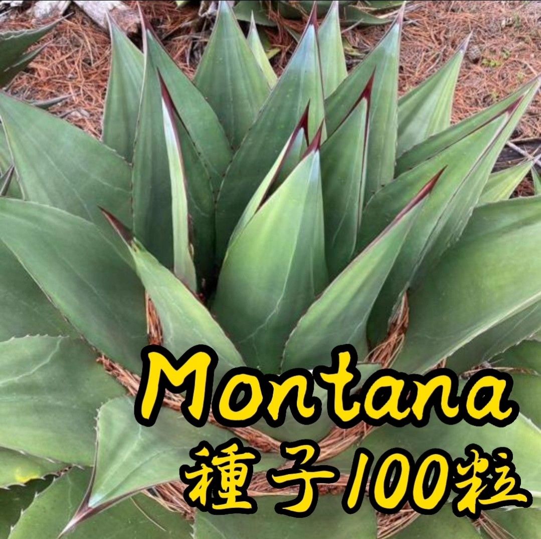 【種子】アガベ　モンタナ種子100粒　Agave montana