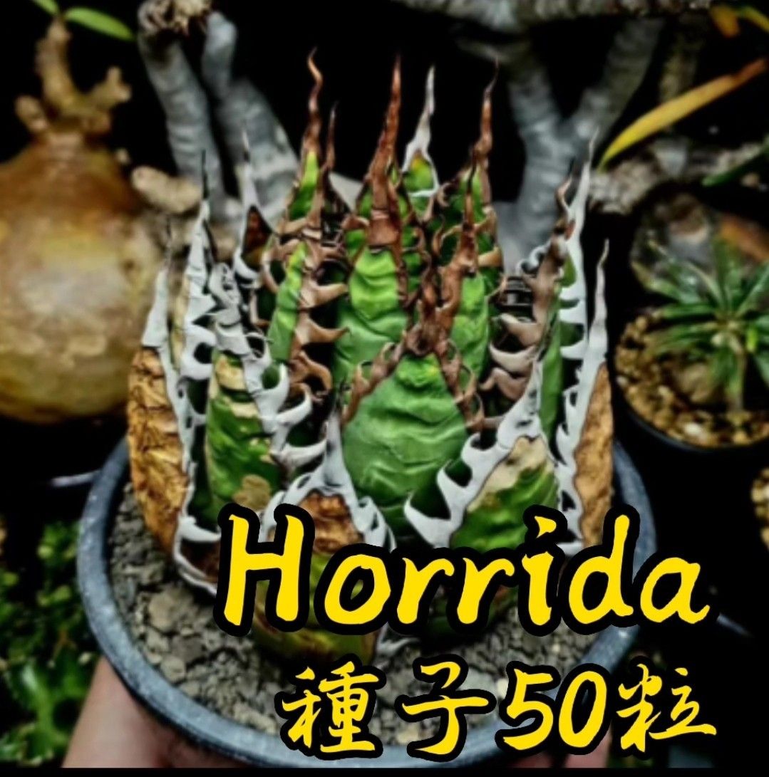 【種子】 アガベ ホリダ50粒 Agave horrida ssp. horrida
