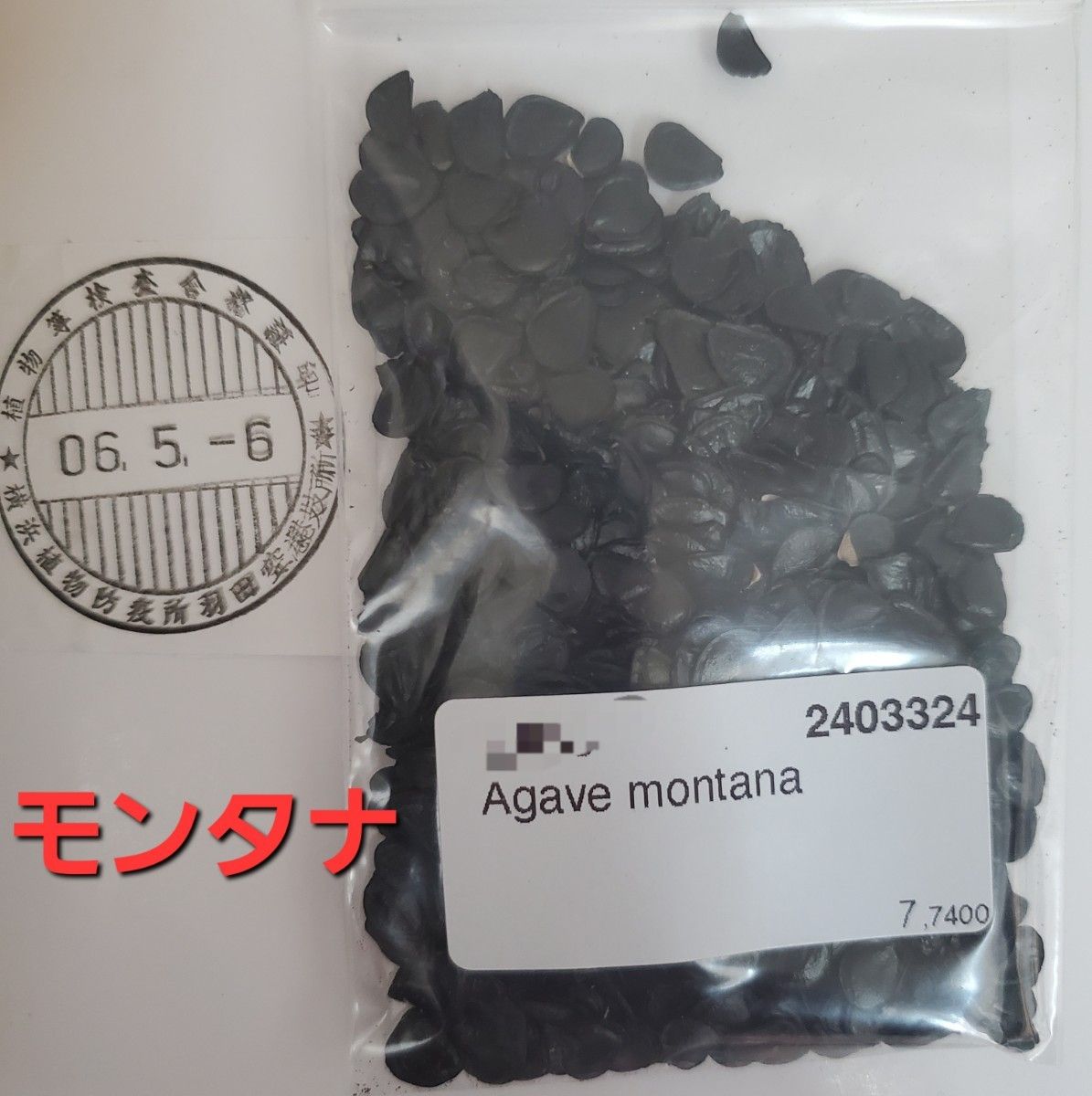 【種子】アガベ　モンタナ種子100粒　Agave montana