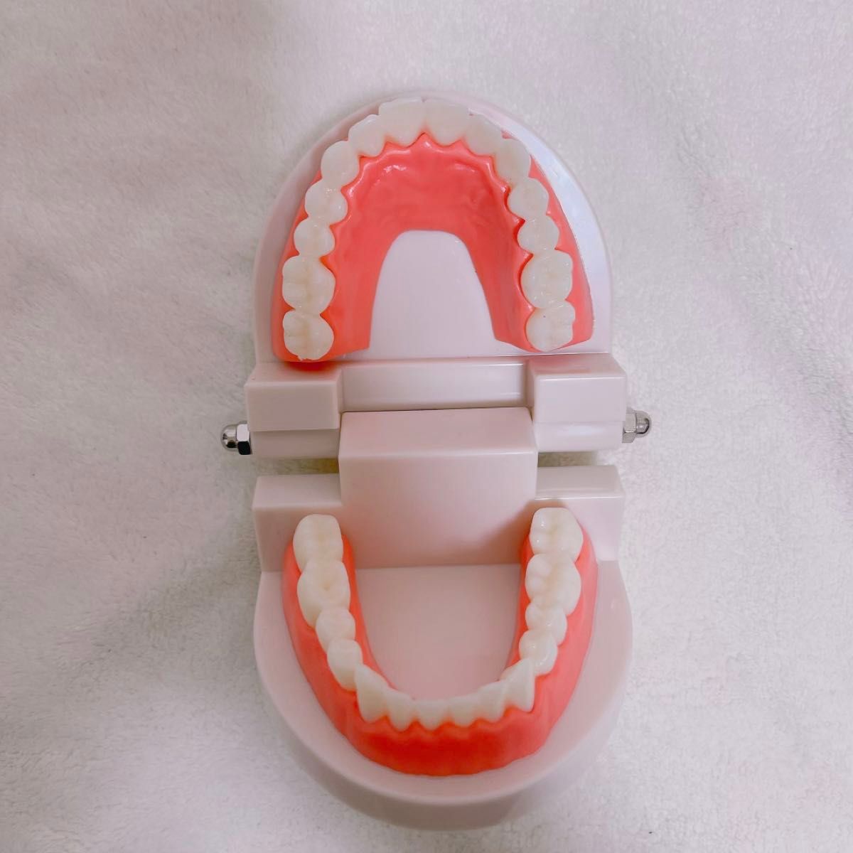 歯の模型 歯磨き 歯医者 歯磨き練習 知育玩具 知育 180度開閉 子供 キッズ 学校 幼稚園 保育園 ごっこ遊び 歯科衛生士