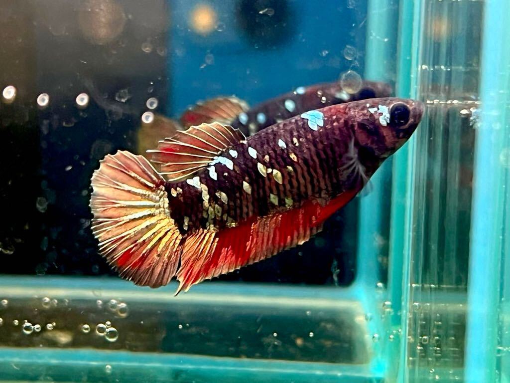 ** betta 289 red black klikyula Galaxy 3.5cm female egg ..*. put on guarantee * ( Okinawa, Hokkaido shipping possible )