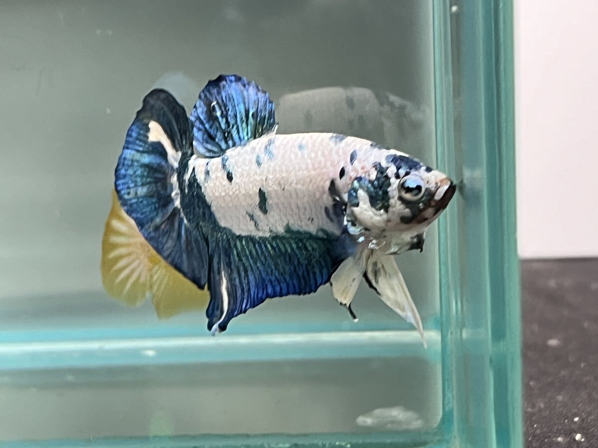 ** betta 311 marble blue Dalmatian 4.8cm male *. put on guarantee * animation equipped ( Okinawa, Hokkaido shipping possible )