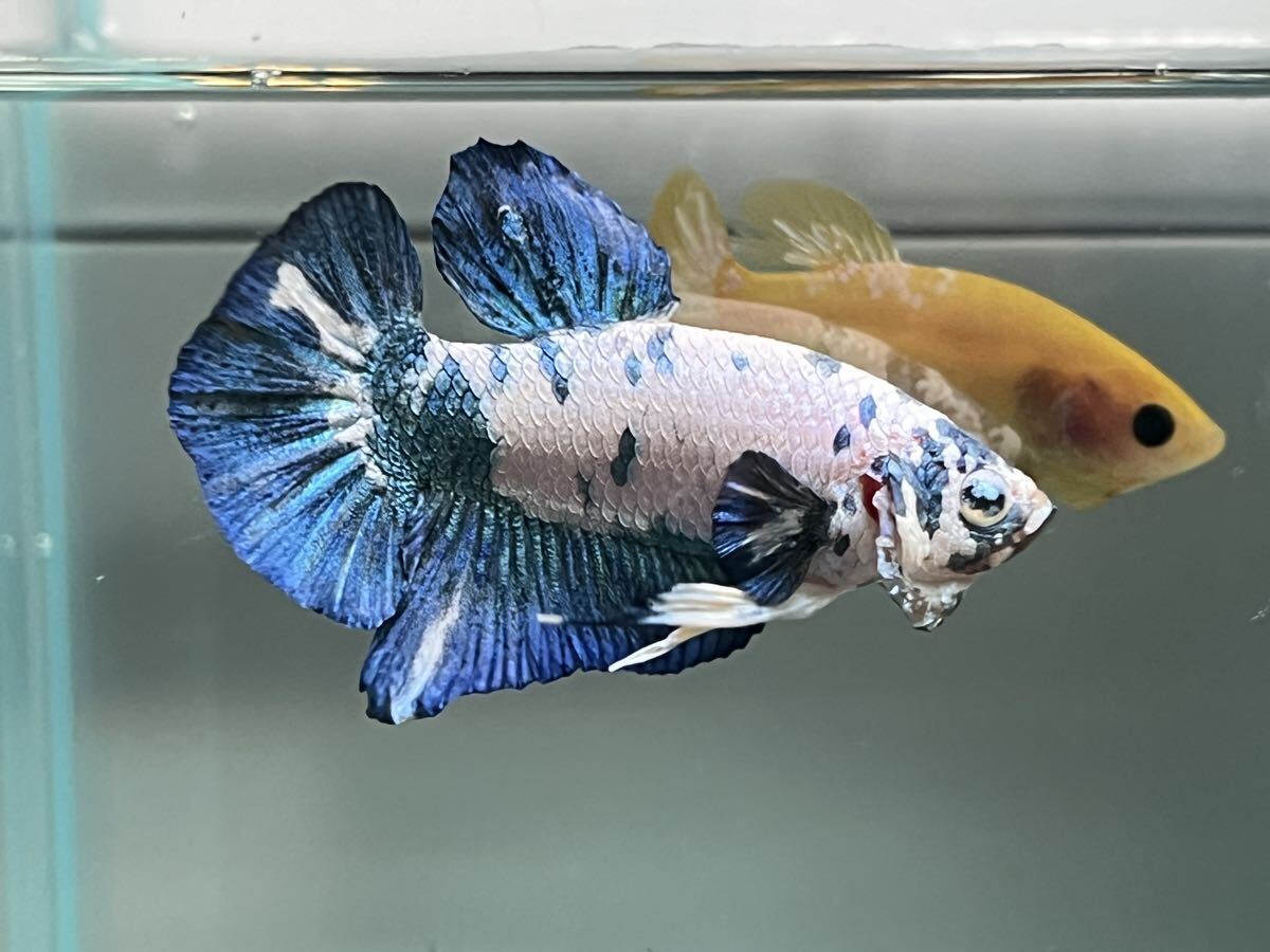 ** betta 311 marble blue Dalmatian 4.8cm male *. put on guarantee * animation equipped ( Okinawa, Hokkaido shipping possible )