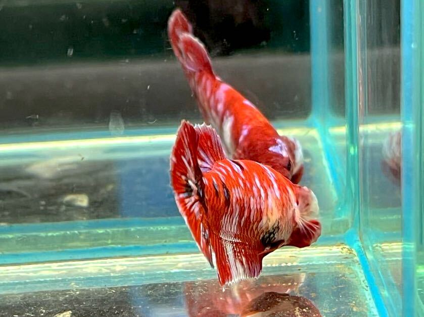 ** бойцовая рыбка 08 красный koi Galaxy 4.5cm женский яйцо ..*. надеты гарантия * ( Okinawa, Hokkaido отправка возможно )