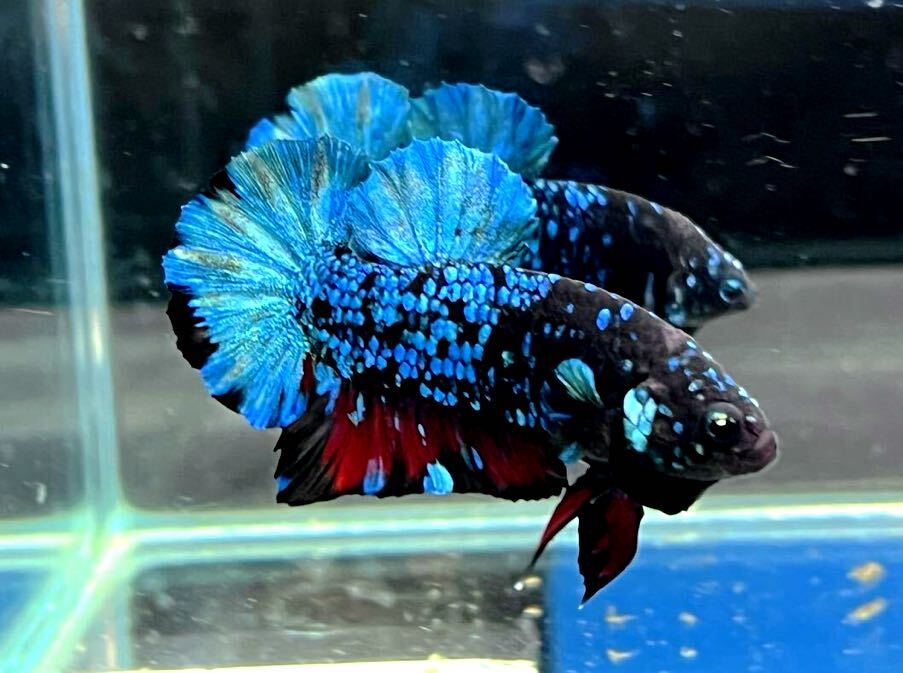 ** betta 370 black blue avatar Galaxy 4.5cm male *. put on guarantee * animation equipped ( Okinawa, Hokkaido shipping possible )