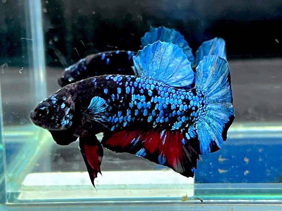 ** betta 370 black blue avatar Galaxy 4.5cm male *. put on guarantee * animation equipped ( Okinawa, Hokkaido shipping possible )