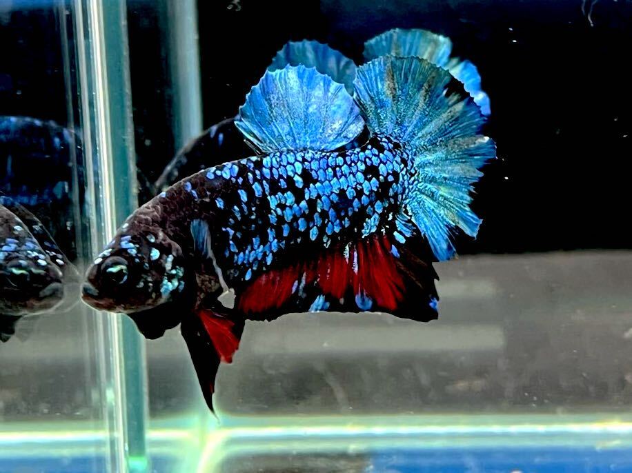 ** betta 370 black blue avatar Galaxy 4.5cm male *. put on guarantee * animation equipped ( Okinawa, Hokkaido shipping possible )