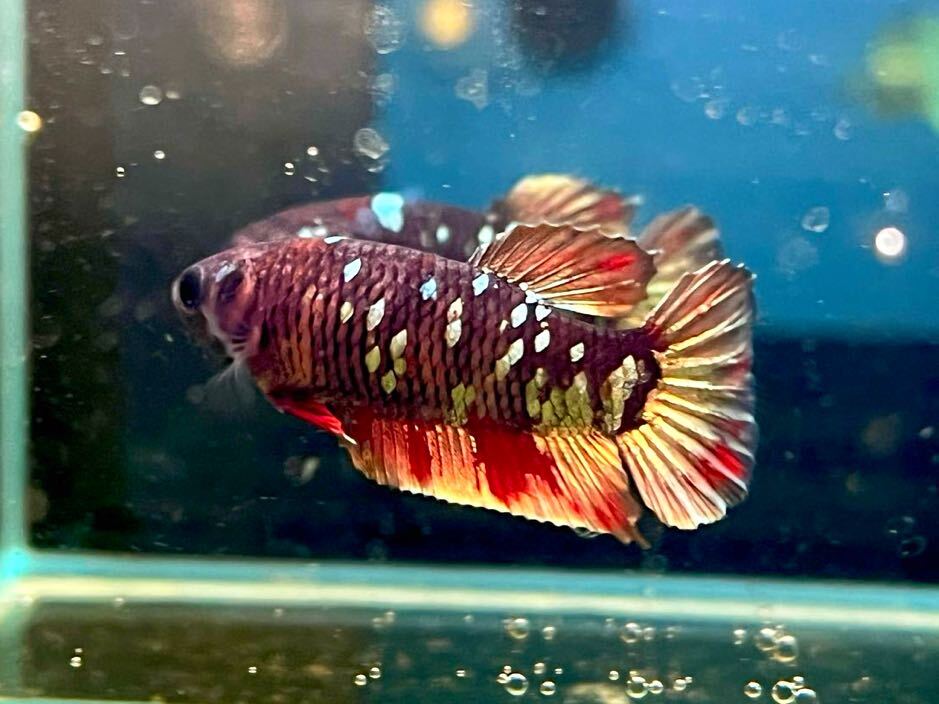 ** betta 289 red black klikyula Galaxy 3.5cm female egg ..*. put on guarantee * ( Okinawa, Hokkaido shipping possible )