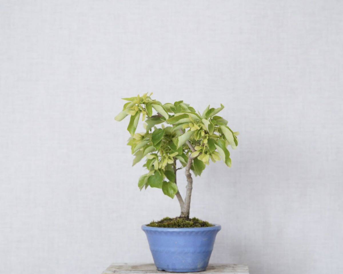 [. бонсай ]. sama клен 1 шт shohin bonsai 