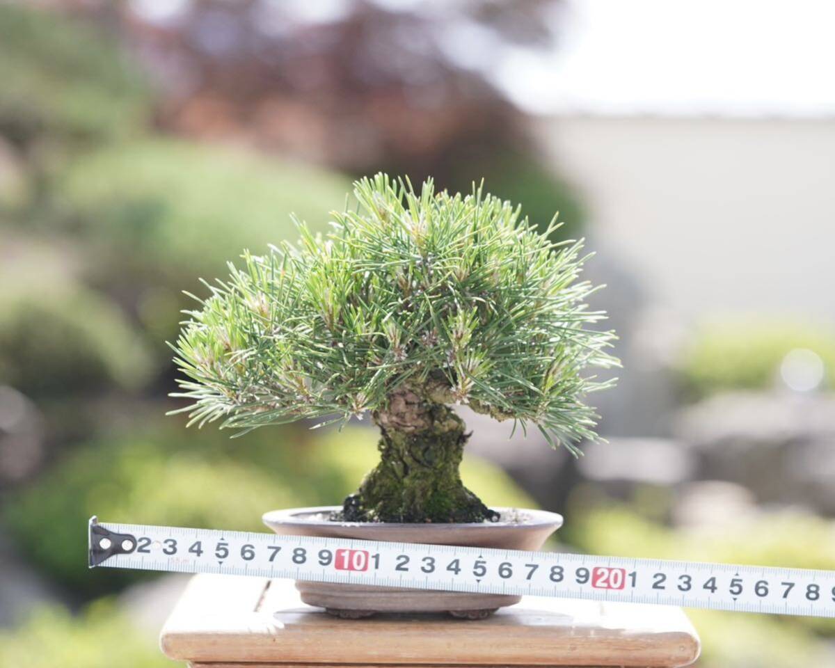 [. bonsai ] Japanese black pin shohin bonsai 