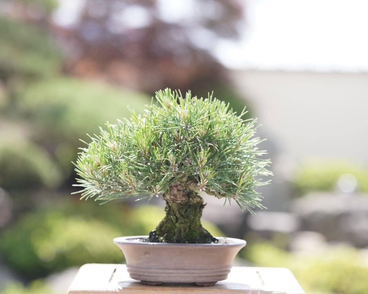 [. bonsai ] Japanese black pin shohin bonsai 