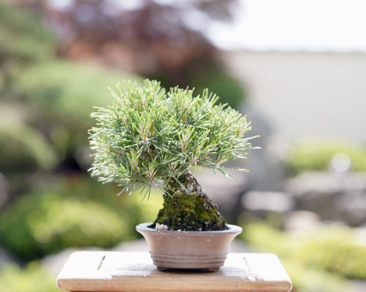 [. bonsai ] Japanese black pin shohin bonsai 