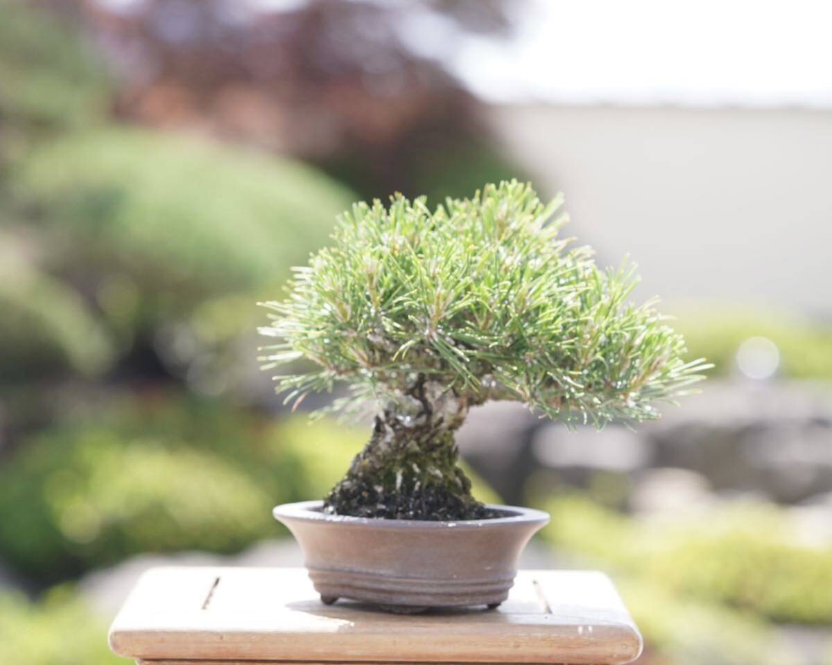 [. bonsai ] Japanese black pin shohin bonsai 