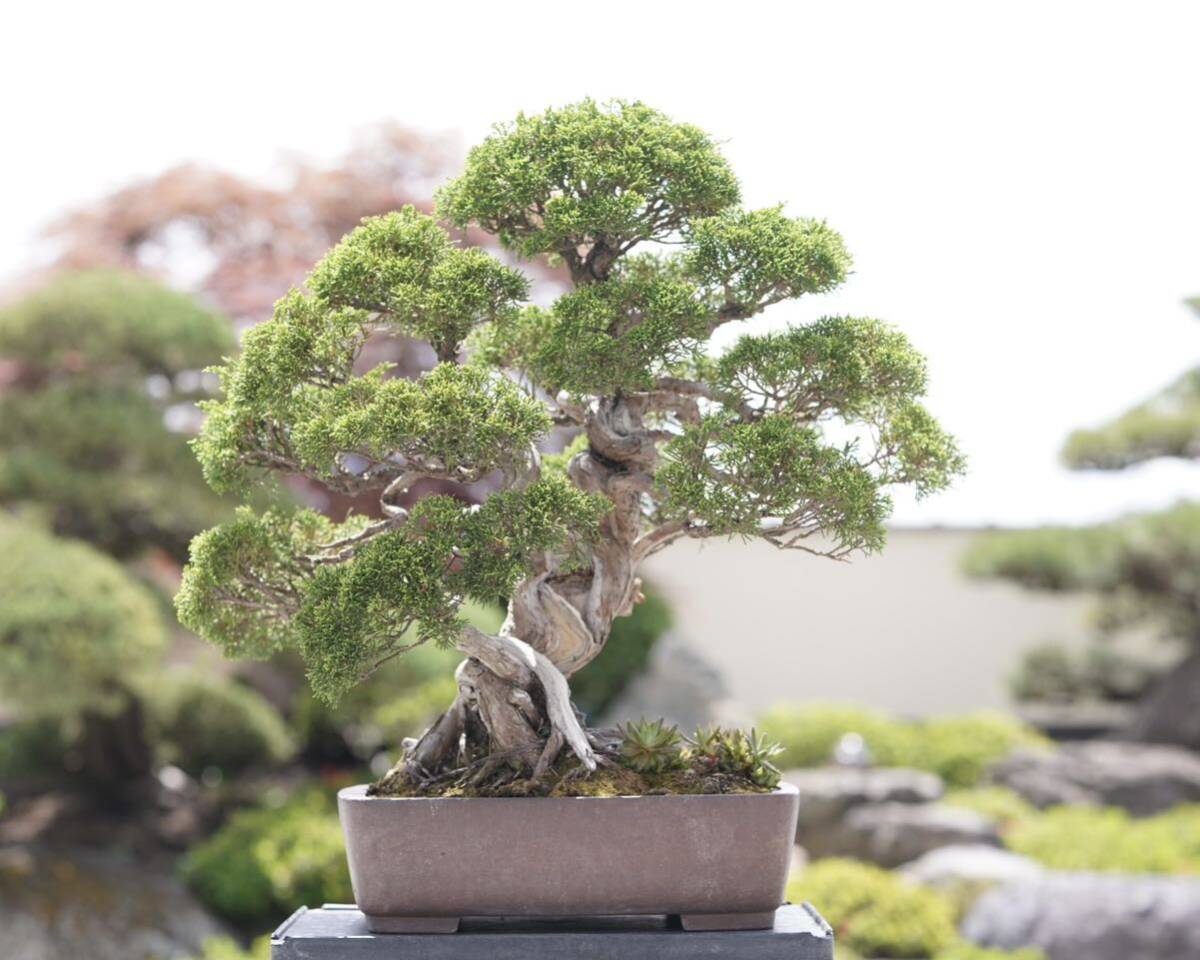 [. bonsai ] thread fish river genuine Kashiwa bonsai 