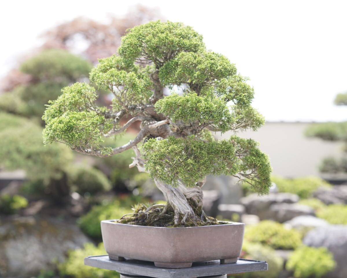 [. bonsai ] thread fish river genuine Kashiwa bonsai 