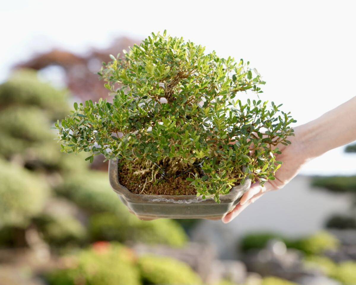 [. bonsai ] Taiwan tsuge shohin bonsai 