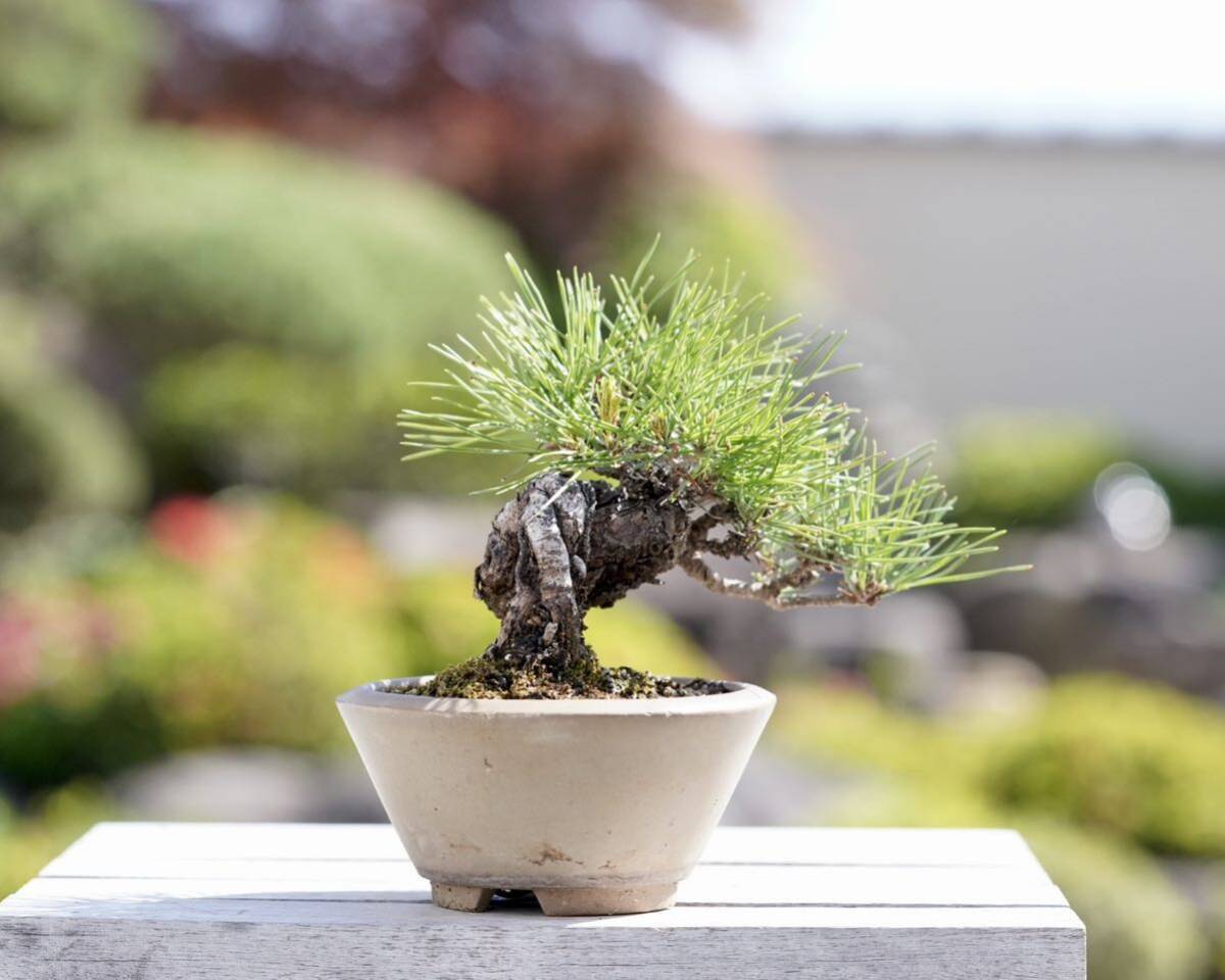 [. бонсай ] красный сосна shohin bonsai 