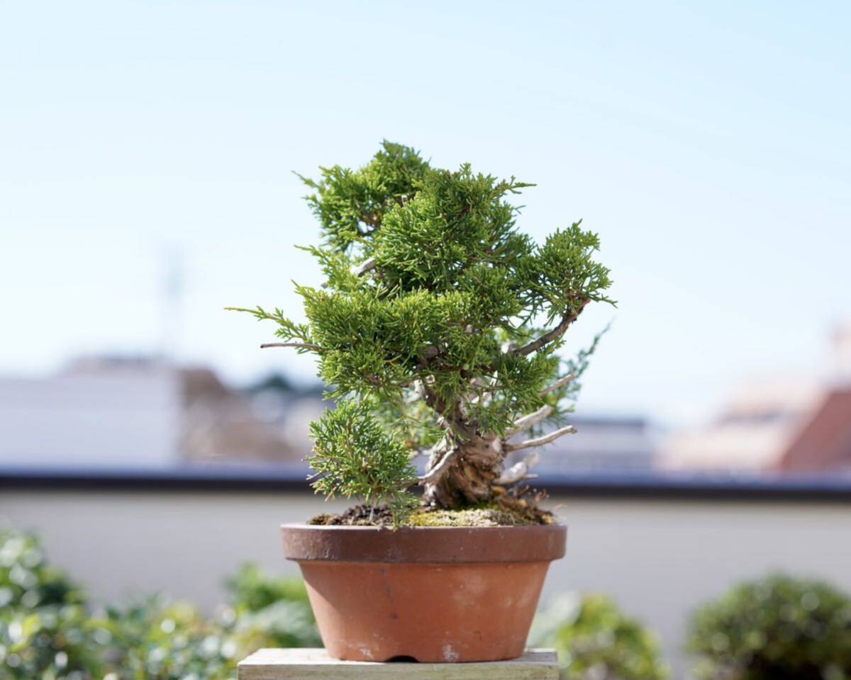 [. bonsai ] thread fish river genuine Kashiwa shohin bonsai ①