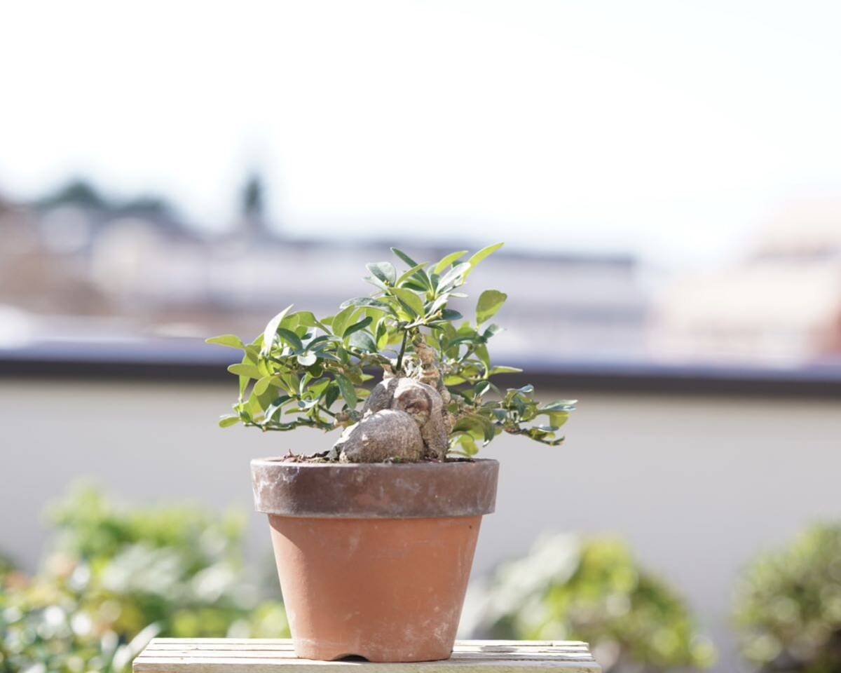 [. bonsai ] gold z shohin bonsai 
