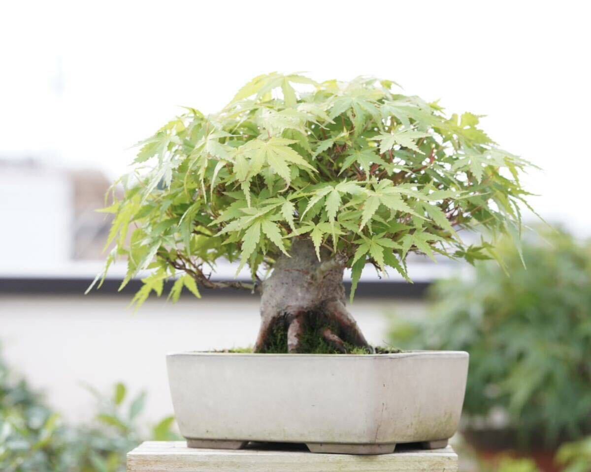 [. бонсай ] гора . лист futoshi . shohin bonsai 
